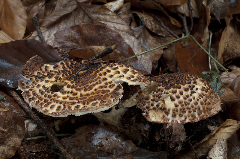 Lepiota perplexa